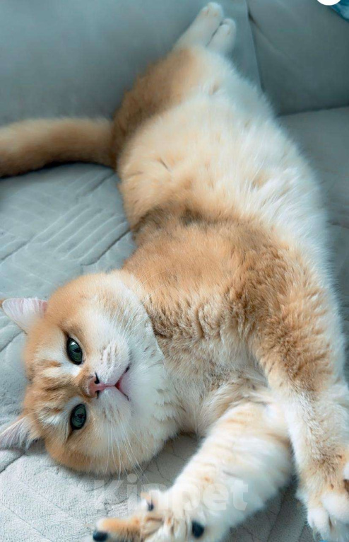 Кошки в Томске: Британские котята Мальчик, 37 000 руб. - фото 5