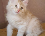 Кошки в Краснодаре: Кот красное серебро Мальчик, Бесплатно - фото 1