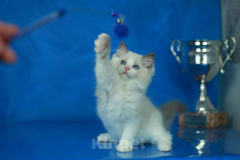 Кошки в Москве: Рэгдолл-девочка Девочка, Бесплатно - фото 7