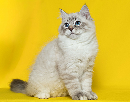 Baron порода Невская маскарадная