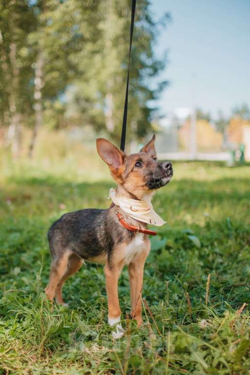 Собаки в Москве: Идеальный щенок. Мелкаш Терри в добрые руки Мальчик, Бесплатно - фото 3