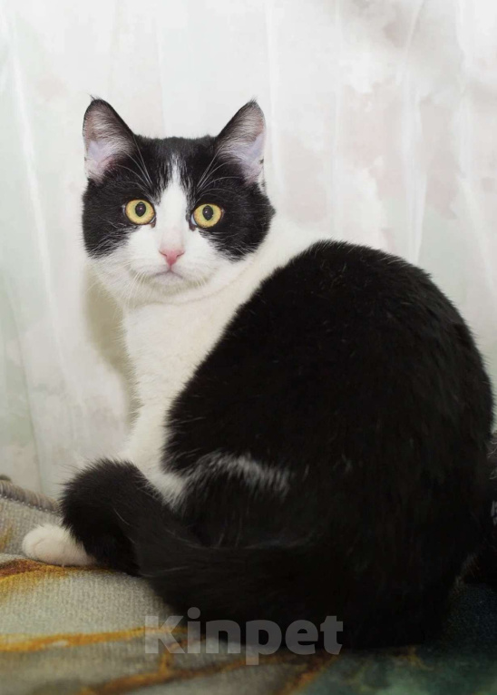 Кошки в Москве: Кнопа Девочка, Бесплатно - фото 3