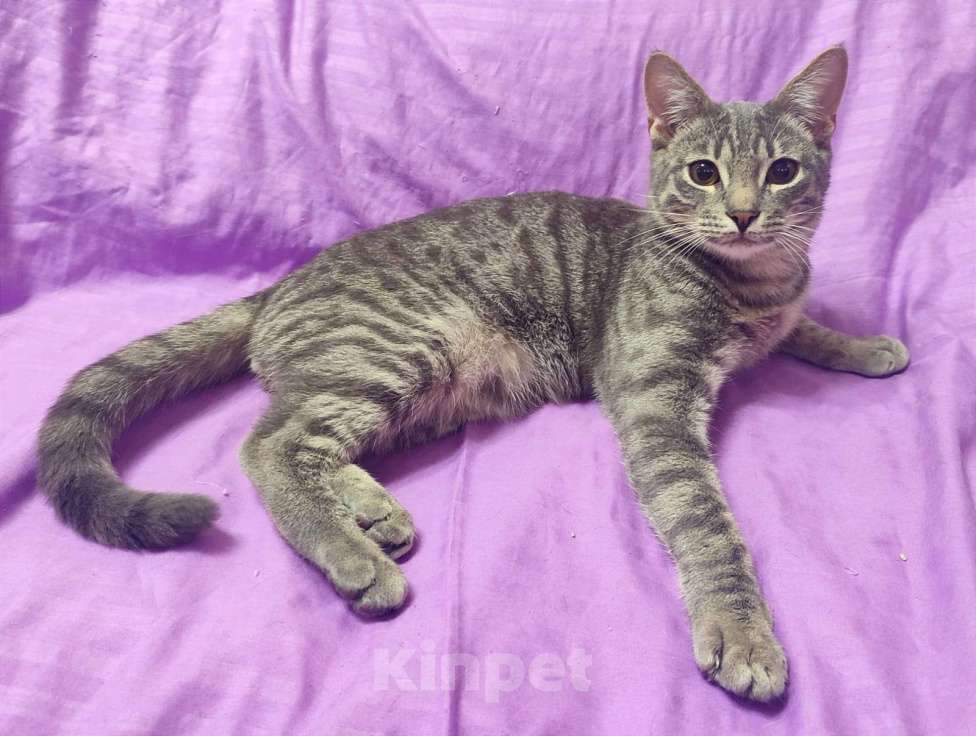 Кошки в Москве: Наигрались и выкинули под колеса. Котик Чарли Мальчик, Бесплатно - фото 3