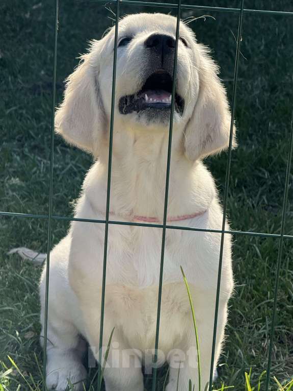 Собаки в Челябинске: Золотистый ретривер девочка  Девочка, 60 000 руб. - фото 5