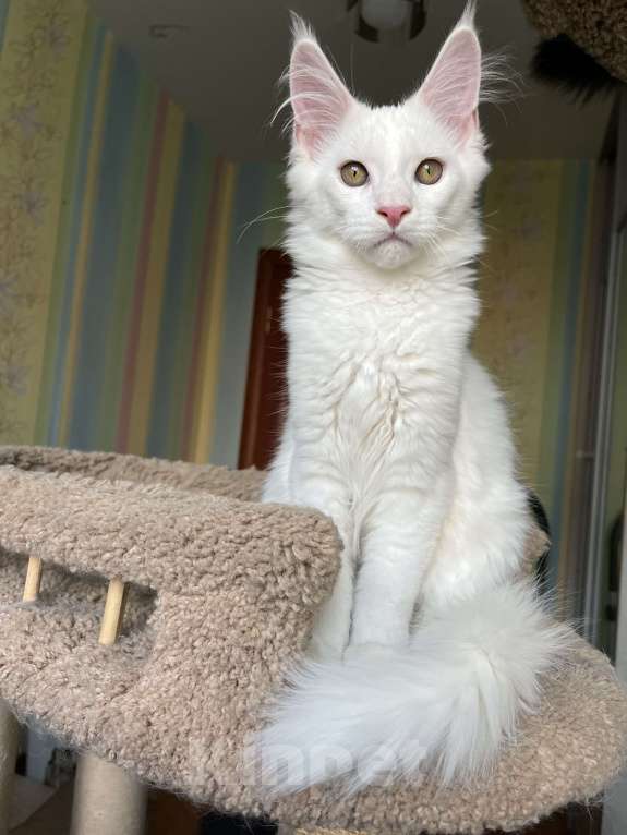 Кошки в Санкт-Петербурге: Котята Мейн-кун Девочка, 30 000 руб. - фото 3