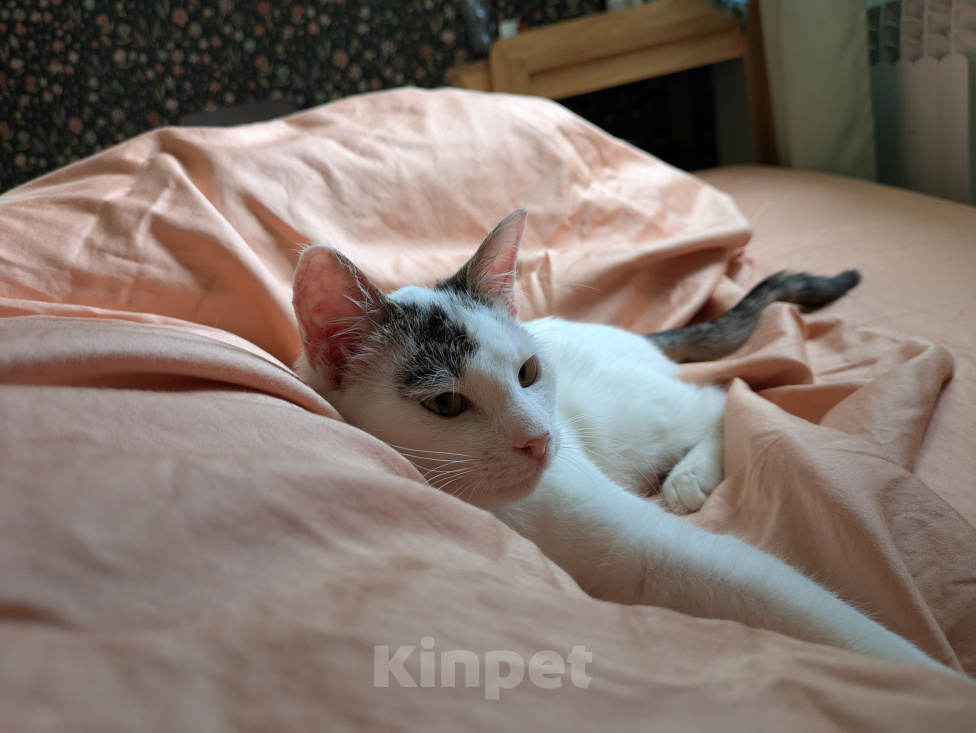 Кошки в Москве: Котенок девочка Девочка, Бесплатно - фото 10