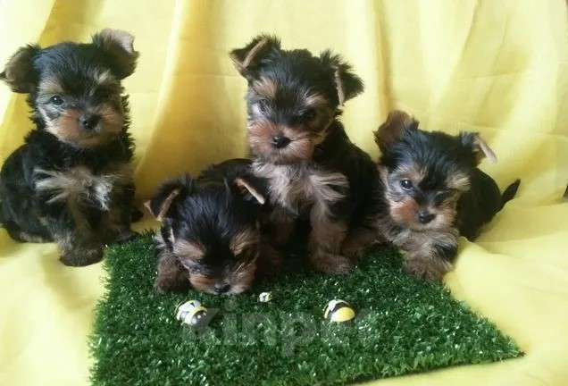 Собаки в Самаре: Детки йорки, 1 руб. - фото 6