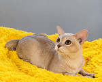 Кошки в Люберцах: Бурманская кошечка Девочка, Бесплатно - фото 1