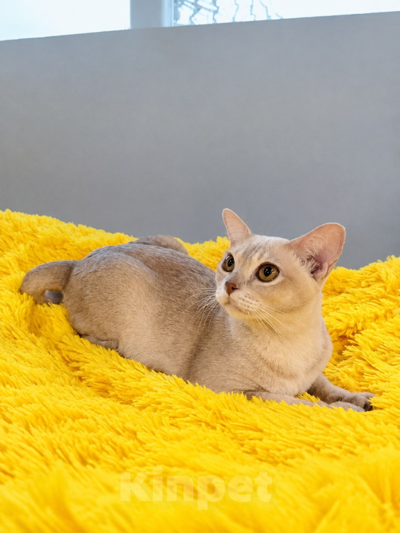Кошки в Люберцах: Бурманская кошечка Девочка, Бесплатно - фото 1