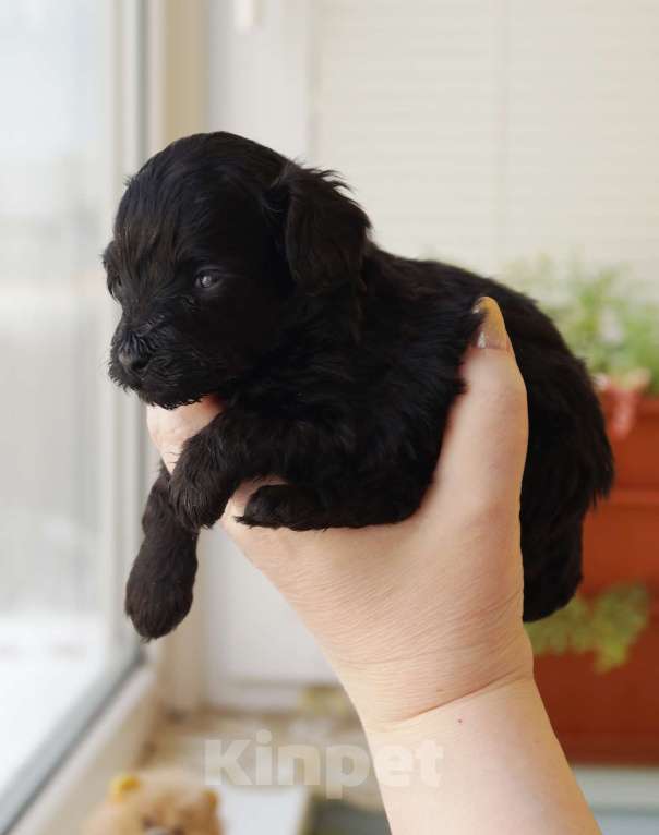 Собаки в Санкт-Петербурге: Щенки мальтипу F-1. разных окрасов. Разнополые, Бесплатно - фото 8