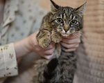 Кошки в Москве: Полосатый котёнок Муся в добрые руки Девочка, Бесплатно - фото 2