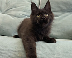 Кошки в Иркутске: Котенок мейн-кун Девочка, 15 000 руб. - фото 1