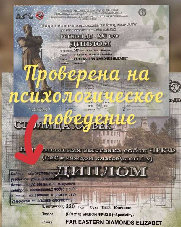 Собаки в Владивостоке: Щенки Бишон Фризе с родословной, гарантией здоровья и поддержкой навсегда! Девочка, 120 000 руб. - фото 4