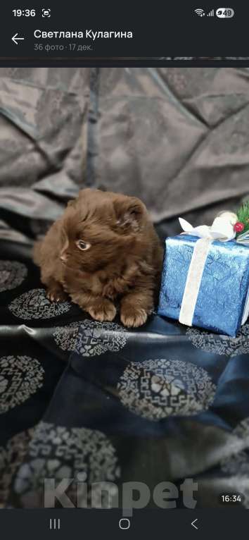 Собаки в Самаре: Предлагается девочка шоколад   Девочка, 90 000 руб. - фото 4