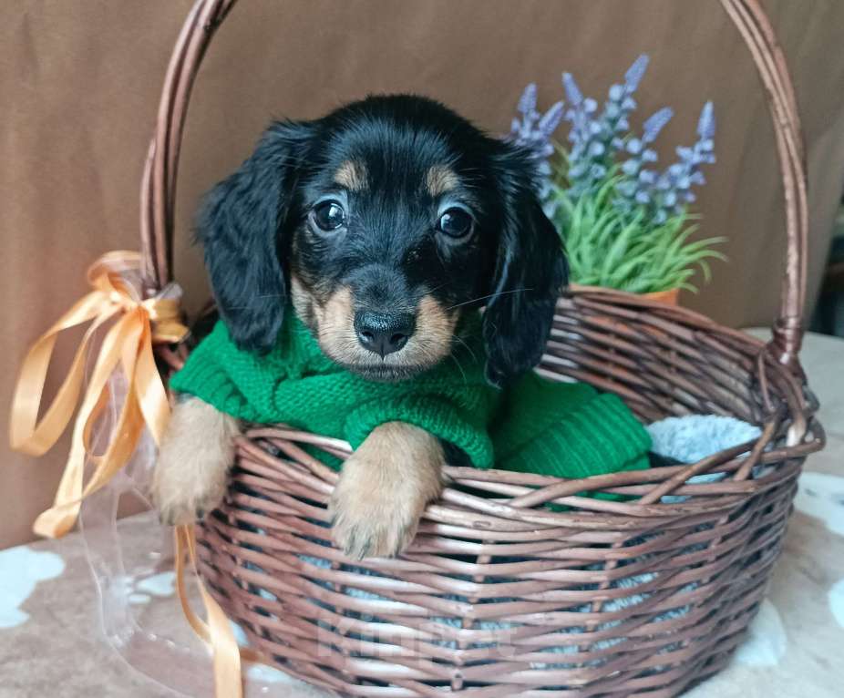Собаки в Санкт-Петербурге: Кроличья длинношерстная такса Девочка, Бесплатно - фото 1