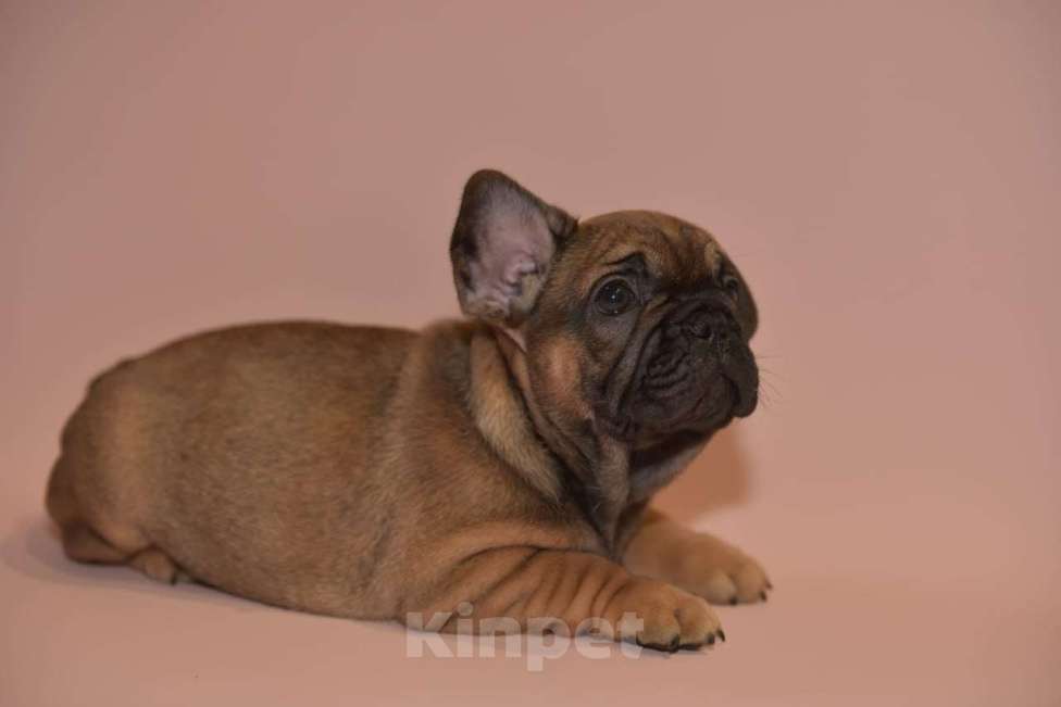 Собаки в Москве: Мальчик французского бульдога  Мальчик, 60 000 руб. - фото 2