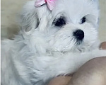 Собаки в Самаре: Мальтийская болонка девочка Девочка, 120 000 руб. - фото 1