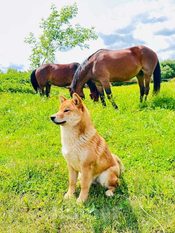 Собаки в Москве: Штурман. Самый лучший сиба  Мальчик, 40 000 руб. - фото 3