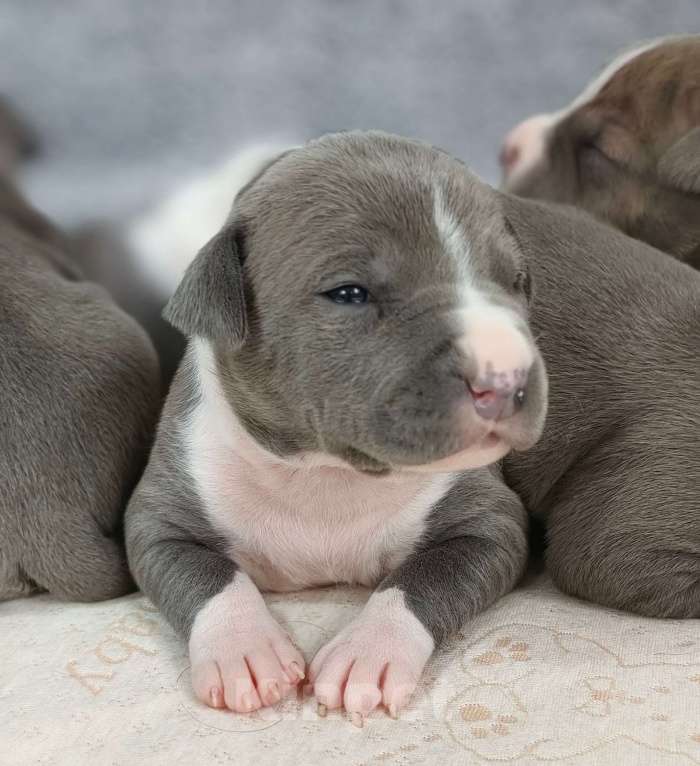 Собаки в Санкт-Петербурге: Щенки стаффордширского терьера Разнополые, 90 000 руб. - фото 3