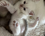 Кошки в Санкт-Петербурге: Шотландский прямоухий котенок Мальчик, 20 000 руб. - фото 2