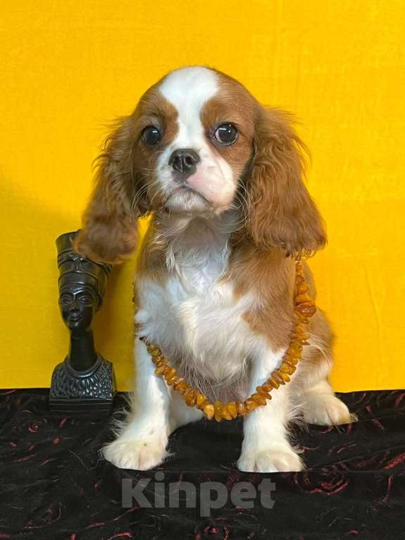 Собаки в Санкт-Петербурге: БЕСТ ИЛРЕАН ИЛЬСУРА Девочка, 230 000 руб. - фото 5