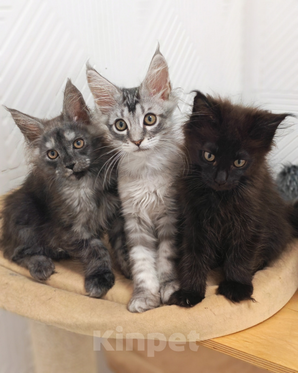 Кошки в Павловском Посаде: Мейн-кун котята 2.5 месяца Мальчик, 25 000 руб. - фото 2