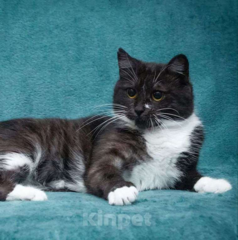 Кошки в Москве: Самая ласковая на свете кошечка Машенька ищет дом! Девочка, Бесплатно - фото 3