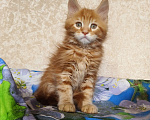 Кошки в Москве: Котёнок Мейн- Кун из питомника. Мальчик Мальчик, 70 000 руб. - фото 6