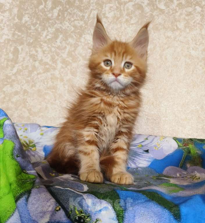 Кошки в Москве: Котёнок Мейн- Кун из питомника. Мальчик Мальчик, 70 000 руб. - фото 6