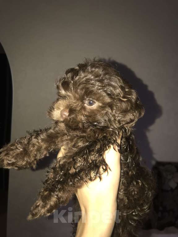 Собаки в Казани: Мальтипу f1 mini, щенок  Мальчик, 75 000 руб. - фото 3