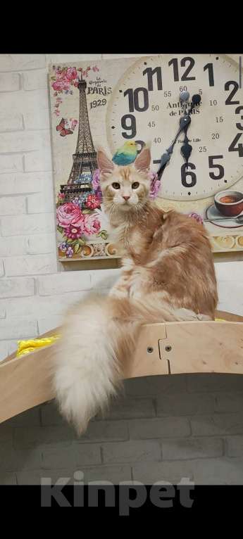 Кошки в Санкт-Петербурге: Котенок Мейн кун Мальчик, Бесплатно - фото 1