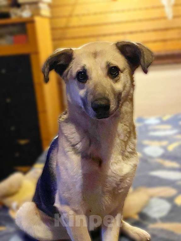 Собаки в других городах Ленинградской области: Чара, небольшая собака в поисках дома Девочка, Бесплатно - фото 1