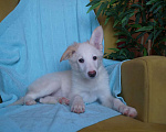 Собаки в Белоозёрском: Крошка Сью в добрые руки! Девочка, 100 руб. - фото 4