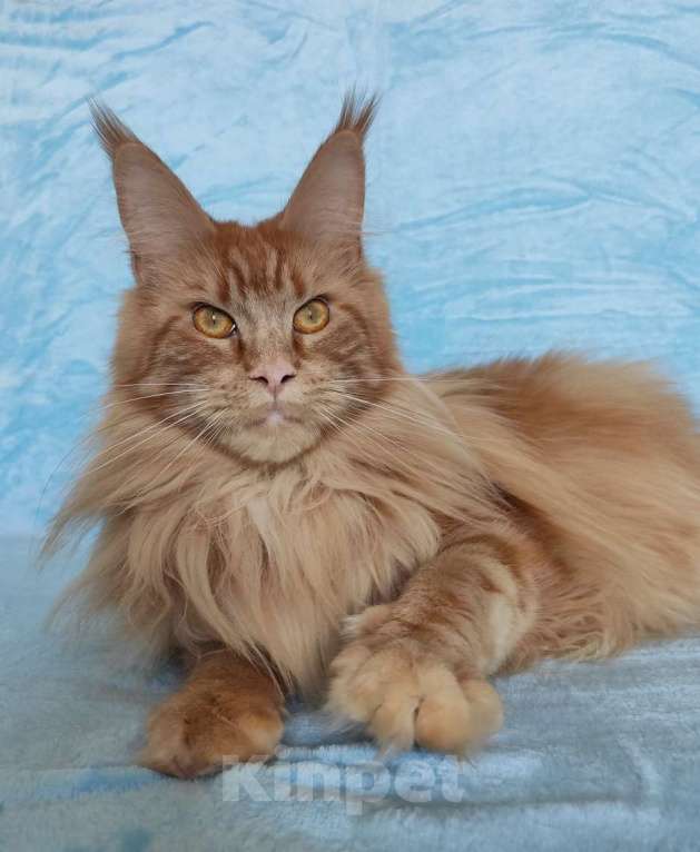 Кошки в Владимире: Девочка красавица Девочка, 8 000 руб. - фото 1