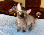 Кошки в Щелково: Котенок бамбино (сфинкс) Девочка, 45 000 руб. - фото 4