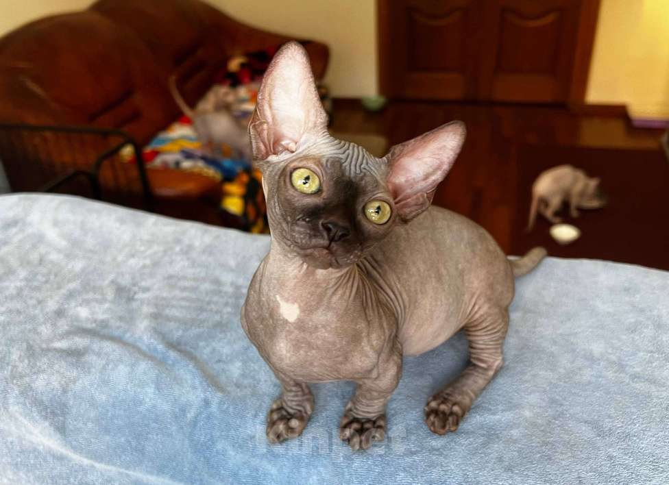 Кошки в Щелково: Котенок бамбино (сфинкс) Девочка, 45 000 руб. - фото 4