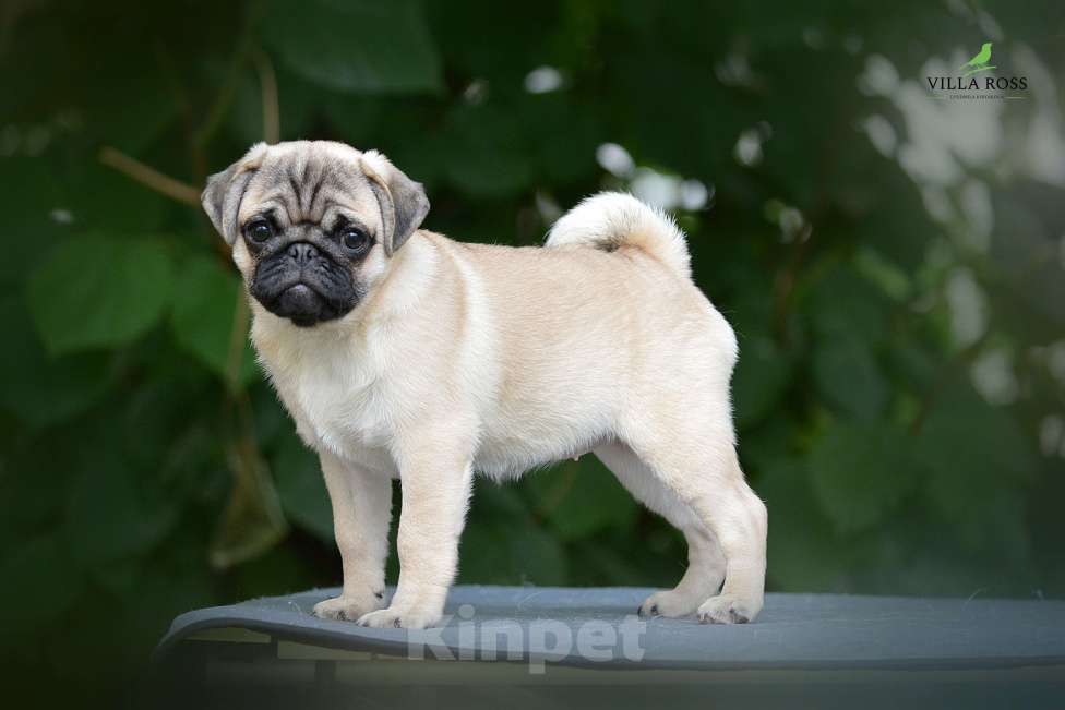 Собаки в Самаре: Продам щенка  мопс Девочка, Бесплатно - фото 3