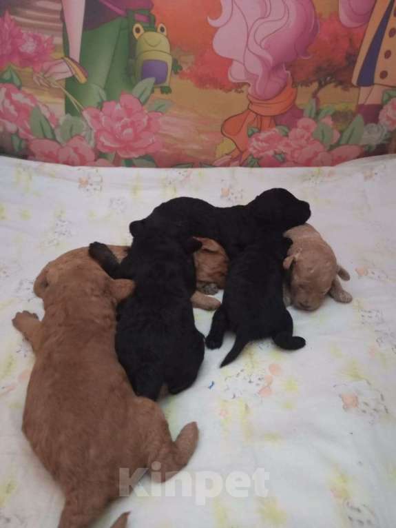 Собаки в Казани: Той пудель Девочка, 65 000 руб. - фото 2