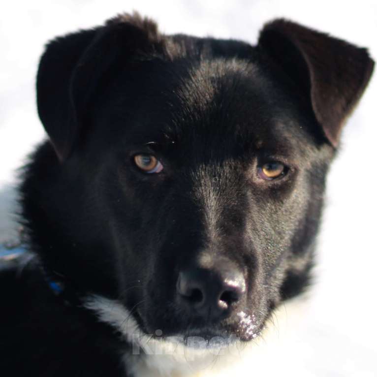 Собаки в Москве: Курт Мальчик, Бесплатно - фото 4