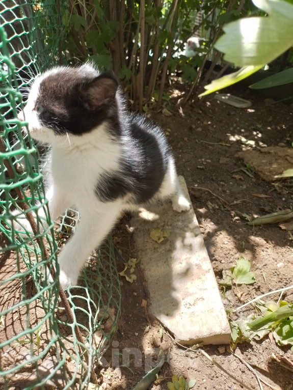 Кошки в Саке: Арлекин. Мальчик, Бесплатно - фото 1