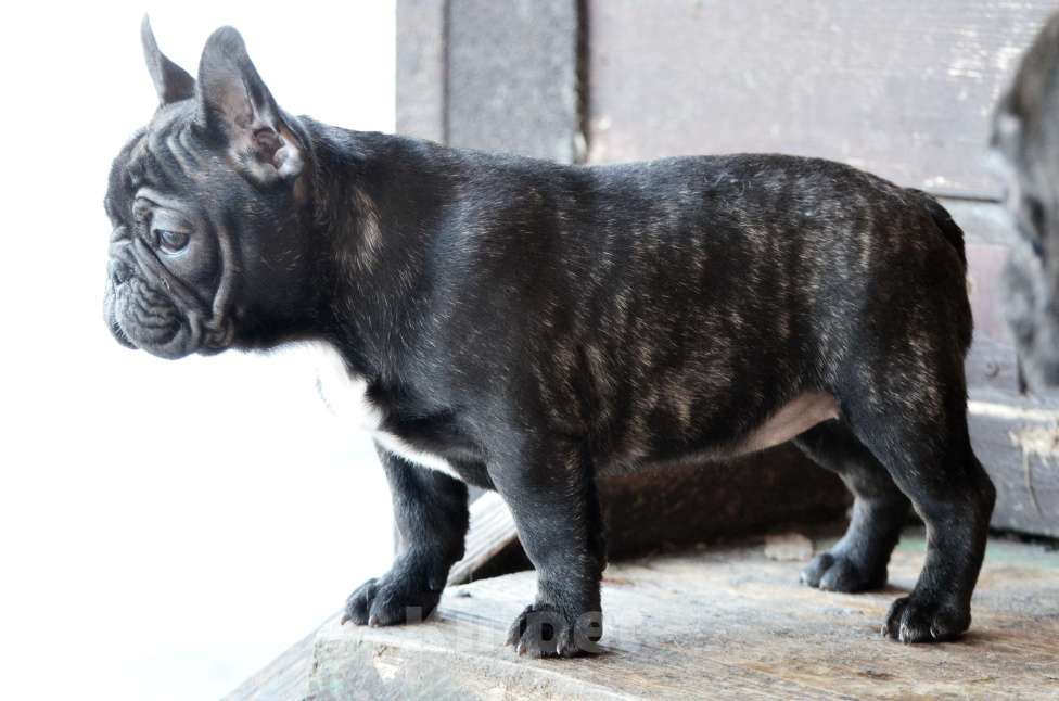 Собаки в Старом Купавне: Малышка Кнопа Девочка, 50 000 руб. - фото 3