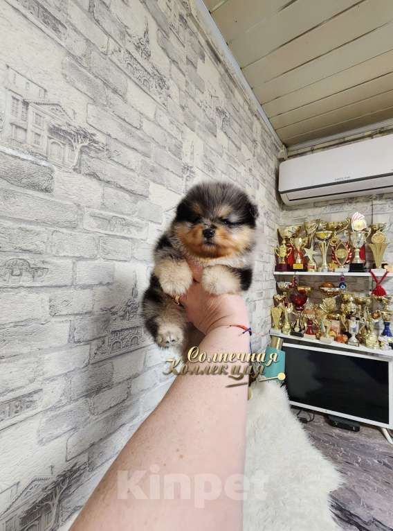 Собаки в Москве: Эксклюзивный окрас мальчик померанского шпица Мальчик, Бесплатно - фото 2
