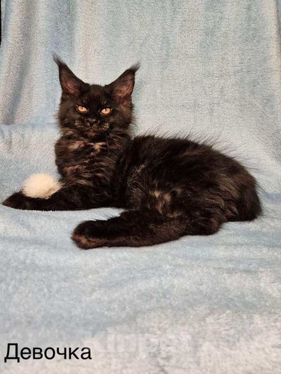 Кошки в Москве: Котята Мейн-кун Разнополые, 40 000 руб. - фото 5