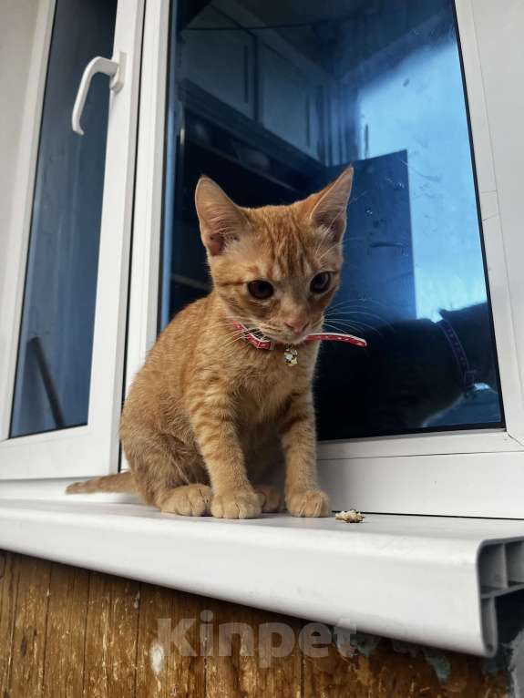 Кошки в Пятигорске: Котенок в добрые руки Мальчик, Бесплатно - фото 1