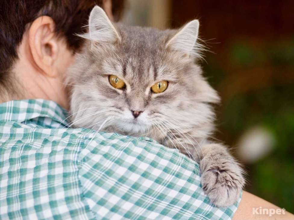 Кошки в Москве: Пушистый котик Ефим ищет дом. В добрые руки Мальчик, Бесплатно - фото 1