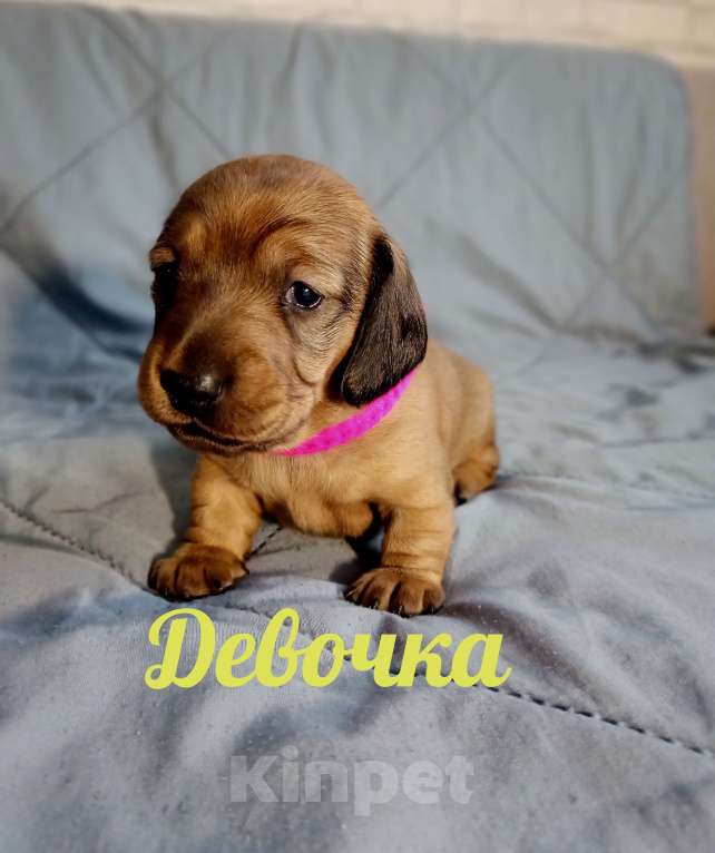 Собаки в Белгороде: Такса миниатюрная Девочка, 15 000 руб. - фото 4