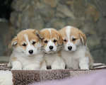 Собаки в Сочи: Великолепные щенки вельш корги пемброк Мальчик, 60 000 руб. - фото 8