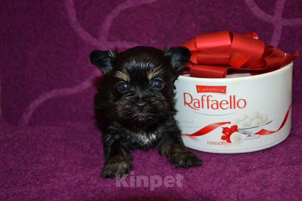 Собаки в Москве: Щенки цветного йорка Девочка, 50 000 руб. - фото 1