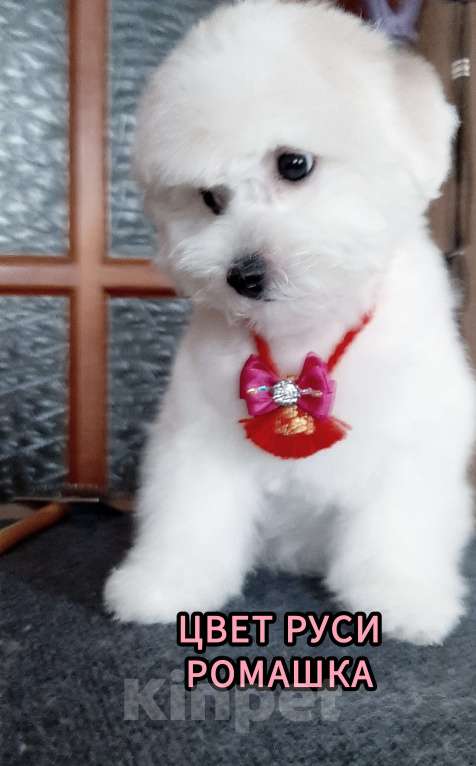 Собаки в Барнауле: Бишон фризе куколки Девочка, 65 000 руб. - фото 7