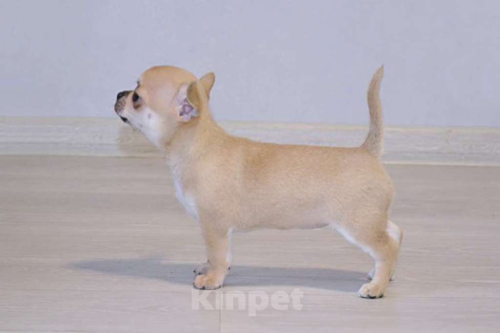 Собаки в других городах Краснодарского края: Девочка чихуа Девочка, 50 000 руб. - фото 1